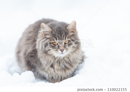 Portrait of a Siberian cat sitting outdoors in the snow in winter 110022155