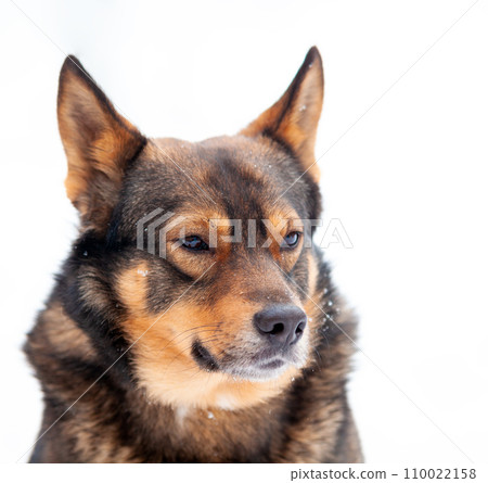 Portrait of a dog-wolf hybrid isolated on white background 110022158