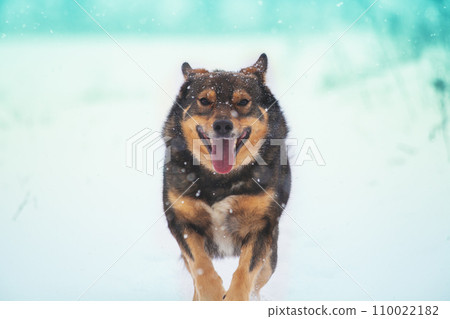 Dog running in the snow in winter in the field Dog running in the snow in winter in the field 110022182