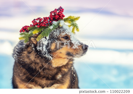 Portrait of a dog outdoors in winter. The dog in a Christmas wreath. 110022209