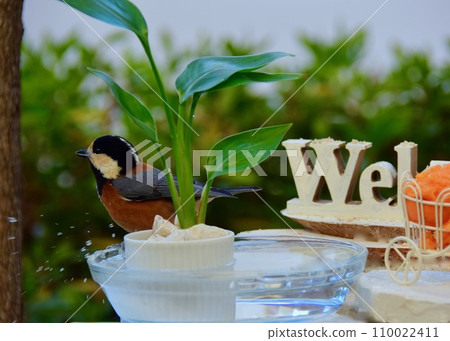 A mountain tit is overjoyed after finding water. A mountain tit is overjoyed after finding water. 110022411