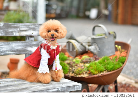 Toy poodle looking at flowers in the garden 110022561