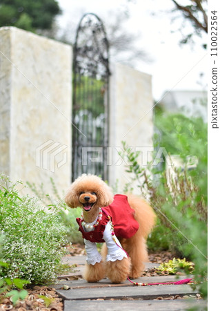 Toy poodle sitting in the garden Toy poodle sitting in the garden 110022564