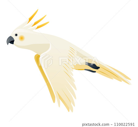 Parrot animation. Exotic adorable fauna character flight. White sulphur crested cockatoo. Animated tropical bird flying 110022591