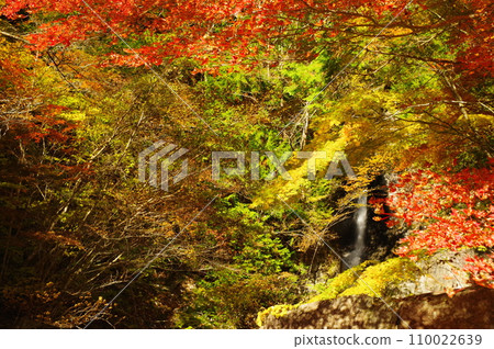 Autumn leaves at Yumori Park (Nakatsugawa City, Gifu Prefecture) 110022639