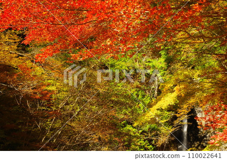 湯森公園的紅葉(岐阜縣中津川市) 湯森公園的紅葉(岐阜縣中津川市) 110022641