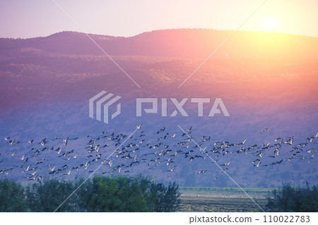 Birds (Common crane) against the background of the mountains in the evening. The Hula Valley in northern Israel at sunset. Artistic gradient color 110022783