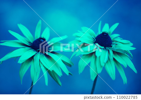 Vintage blossoming Rudbeckia hirta (Black-eyed Susan) flowers in the garden in summer. Nature background. 110022785