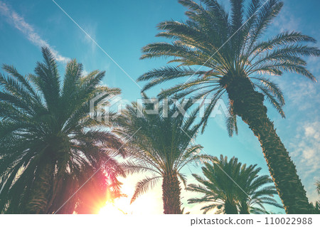 Palm trees against the sky at sunset. Tropical nature background. Palm trees bottom view Palm trees against the sky at sunset. Tropical nature background. Palm trees bottom view 110022988