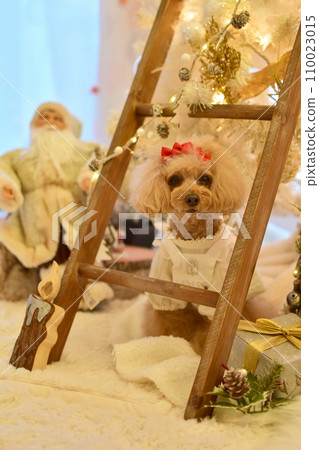 Toy poodle celebrating Christmas 110023015
