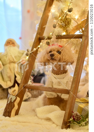 享受聖誕節的玩具貴賓犬 享受聖誕節的玩具貴賓犬 110023016