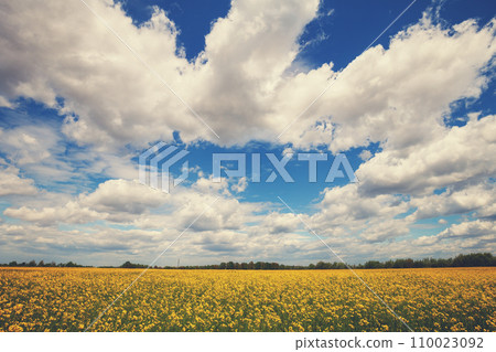 Blossoming rapeseed field with beautiful cloudy sky in spring 110023092