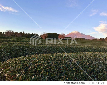 茶田和富士山即將黃昏 110023171
