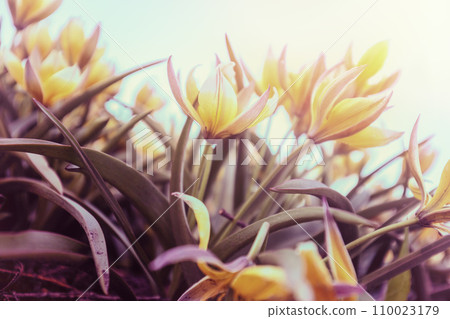 Field with wild blooming Tulips Tarda (Tulipa tarda) in spring. Bottom view. Flower nature background 110023179