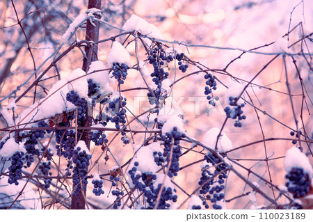 Unharvested red wine grapes covered with snow on a vine in winter 110023189