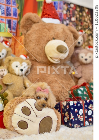 Toy poodle enjoying the Christmas tree Toy poodle enjoying the Christmas tree 110023208