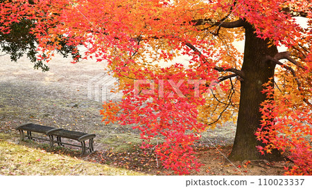 Landscape with autumn leaves 110023337
