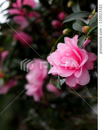 Pink camellia flowers (maiden camellia with flowers and stems) Pink camellia flowers (maiden camellia with flowers and stems) 110023381