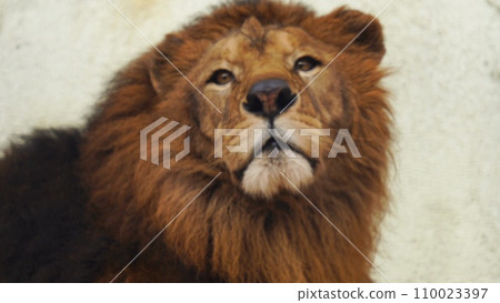Chachamaru, a handsome lion at Fukuoka City Zoo and Botanical Garden Chachamaru, a handsome lion at Fukuoka City Zoo and Botanical Garden 110023397