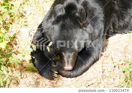 Genki, a Japanese black bear at Fukuoka City Zoo and Botanical Garden 110023478