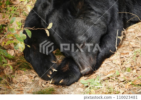 福岡市動植物園的日本黑熊“元氣” 110023481