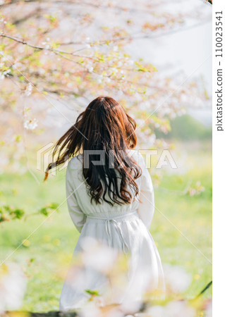Rear view of a beautiful woman surrounded by cherry blossoms Rear view of a beautiful woman surrounded by cherry blossoms 110023541