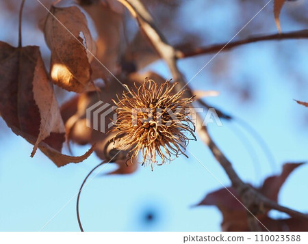 Close-up of maple fruit (blue sky and Taiwanese maple withered in winter) 110023588