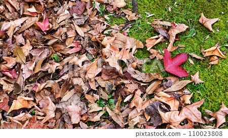 Carpet of fallen leaves Carpet of fallen leaves 110023808