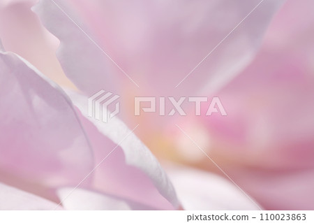 A close-up of bright peach, pink, and purple rose petals has been retouched into a soft image texture. A close-up of bright peach, pink, and purple rose petals has been retouched into a soft image texture. 110023863