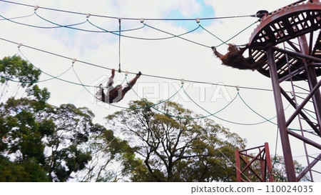 Orangutan at Fukuoka City Zoo Orangutan at Fukuoka City Zoo 110024035