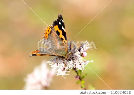 A passionate black-and-red-orange-winged red admiral butterfly sucking nectar from a Japanese laurel flower (natural light, macro lens close-up) 110024038