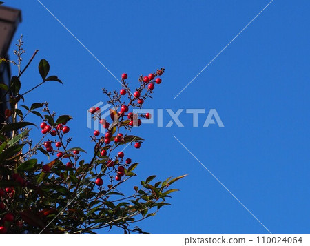 Nandina bathed in blue sky and sunlight (Nanden with red berries) 110024064