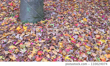 Carpet of fallen leaves Carpet of fallen leaves 110024074