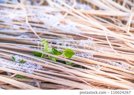 Young pea shoots protected from snow with straw 110024267