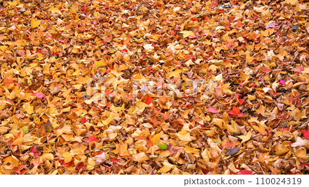 Carpet of fallen leaves 110024319