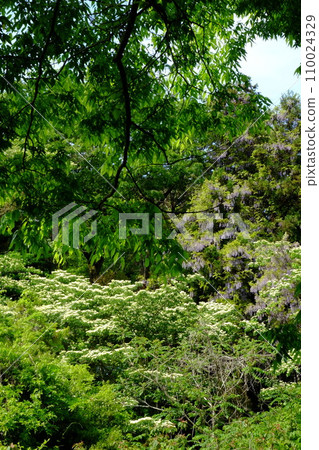Dogwood and wild wisteria flowers surrounded by fresh greenery [Tsukui, Sagamihara City, April] 110024329