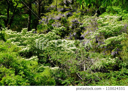 Wild wisteria and dogwood flowers blooming in the fresh green forest [Tsukui, Sagamihara City, April] 110024331