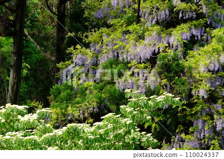 Dogwood and wild wisteria flowers surrounded by fresh greenery [Tsukui, Sagamihara City, April] 110024337