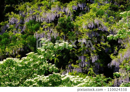 山茱萸和野生紫藤花被新鮮的綠色包圍著[相模原市津久井，4月] 110024338