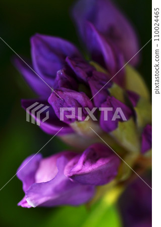beautiful lilac rhododendron buds blossom . extreme  macro shot. art shot with selective focus and blurs 110024465