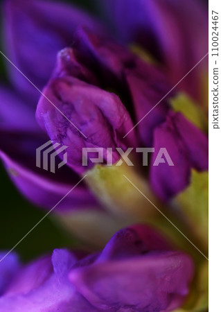 beautiful lilac rhododendron buds blossom . extreme  macro shot. art shot with selective focus and blurs 110024467