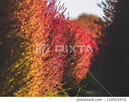Kochia with autumn leaves 110024478