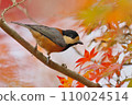 秋葉和野生鳥類 110024514