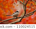 秋葉和野生鳥類 110024515