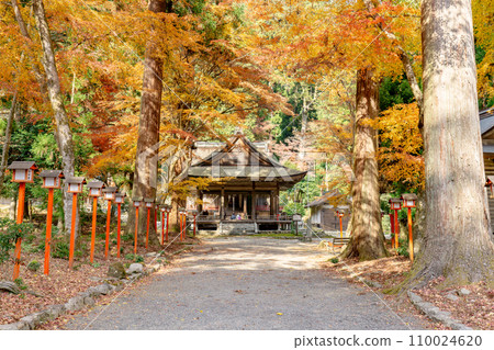Hiyoshi Taisha Sessha Usamiya Worship Hall and autumn leaves in Sakamoto, Otsu City, Shiga Prefecture 110024620