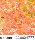 Soft autumn leaves like a Japanese painting 110024777