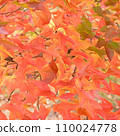 Soft autumn leaves like a Japanese painting 110024778