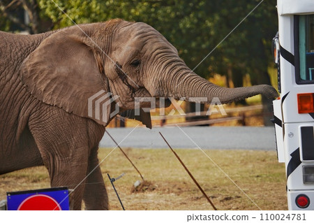 秋吉台野生動物園的非洲象 110024781