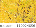 ginkgo tree with yellow leaves 110024856