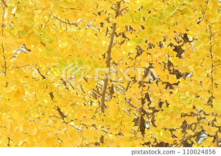 ginkgo tree with yellow leaves 110024856